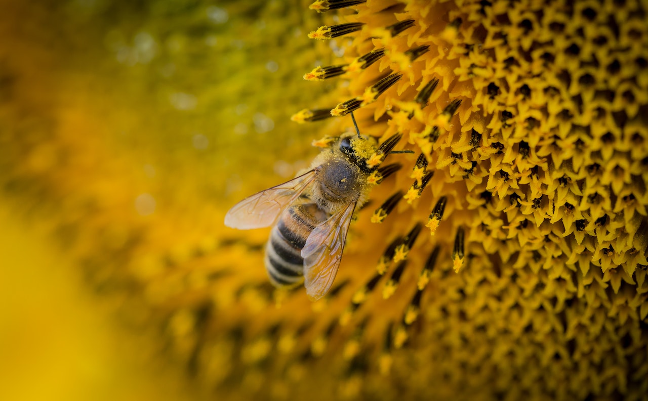 Czym jest mleczko pszczele i jak się je stosuje?